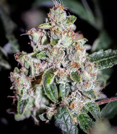 Sugar Bomb Punch (Dutch Passion) Cannabis-Samen