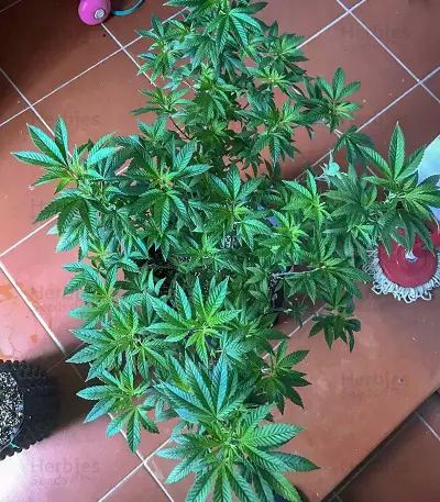 Wedding Cake (Seedstockers) Cannabis-Samen