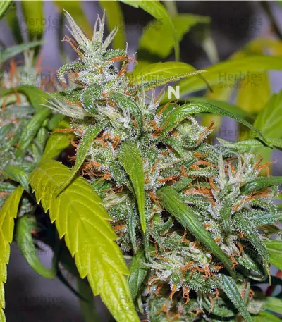 Neville's Haze (GHS) Cannabis-Samen