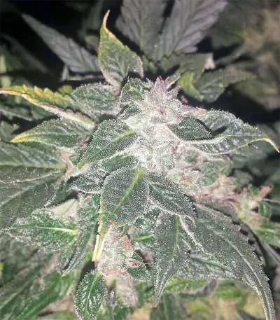 Auto Purple Gorilla (Short Stuff Seeds) Cannabis-Samen