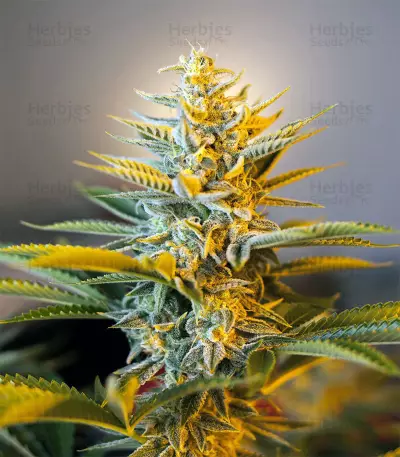 Black Gum (Original Sensible Seeds) Cannabis-Samen
