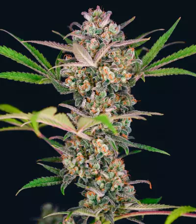 Bruce Banner Auto strain