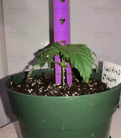 Critical Mass Regular (Mr. Nice Seedbank) Cannabis-Samen