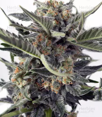 Critical Ryder Auto (Blackskull Seeds)