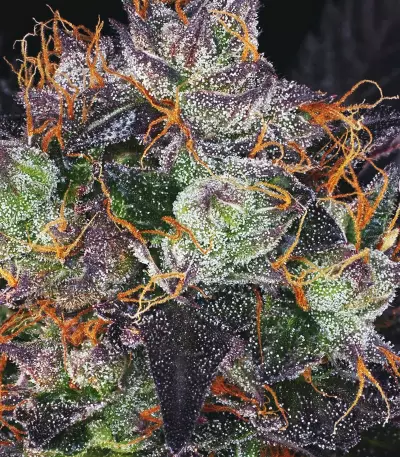 French Macaron (Gelato 33 x French Cookies) (T.H. Seeds) Cannabis-Samen