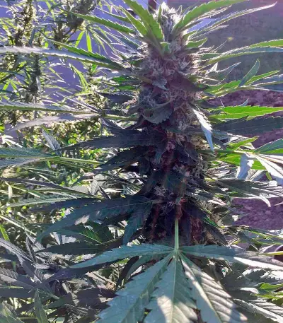 Green Crack (Humboldt Seeds Organization) Cannabis-Samen