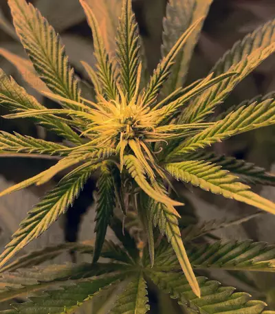 Hawaiian Snow x Wedding Cake x Gelato 33 (GHS) Cannabis-Samen