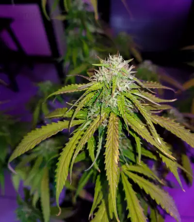Hindu Kush (Sensi Seeds) Cannabis-Samen