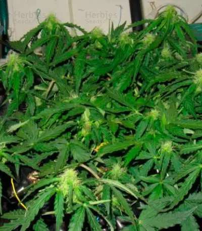Il Diavolo Auto (Delicious Seeds) Cannabis-Samen