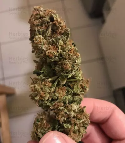 Master Kush (White Label) Cannabis-Samen