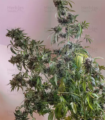 Moby Dick (GHS) Cannabis-Samen