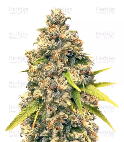 Pineapple Express #2 (G13 Labs) Cannabis-Samen