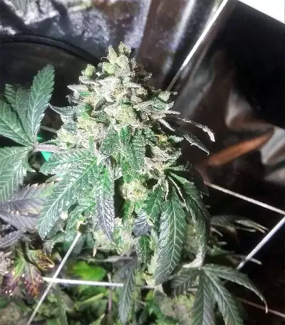 Sherbet (Seedstockers) Cannabis-Samen