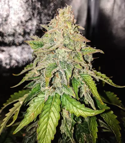 Sour Hound F2 Auto (Mephisto Genetics) Cannabis-Samen