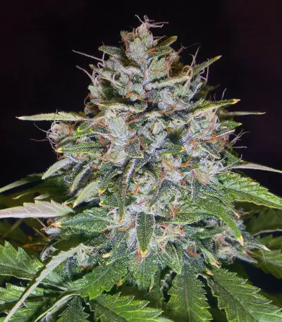 Sucker Punch Auto (Auto Seeds) Cannabis-Samen