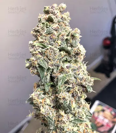 Super Auto Lemon Haze (Original Sensible Seeds) Cannabis-Samen