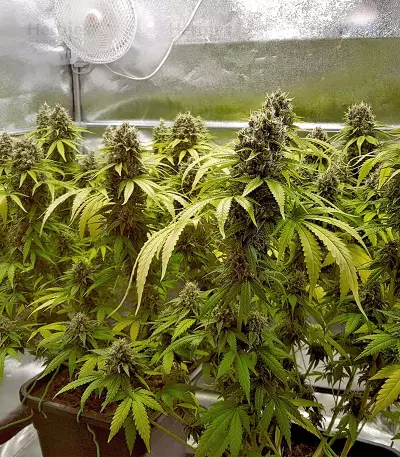 Toxic (Ripper Seeds) Cannabis-Samen
