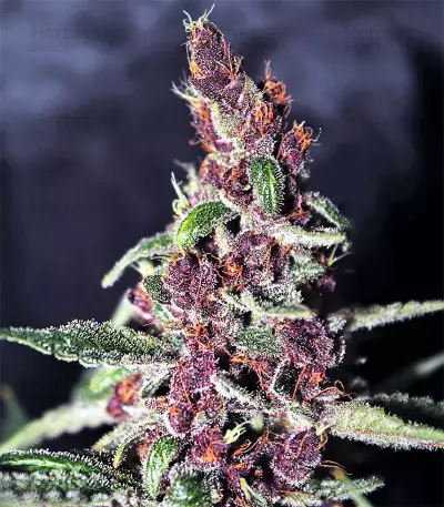 Violeta Regular (Ace Seeds) Cannabis-Samen