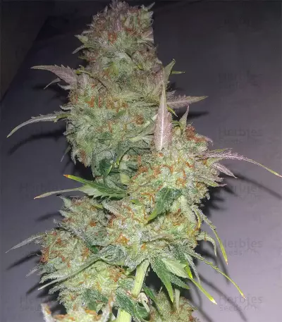 Wild Thailand (World of Seeds) Cannabis-Samen