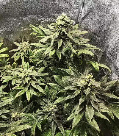 X18 Pure Pakistani Regular (Reserva Privada) Cannabis-Samen
