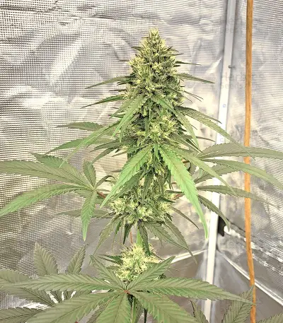 Zombie Kush (Ripper Seeds) Cannabis-Samen