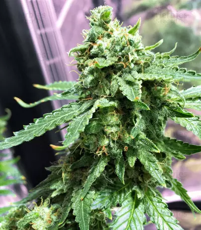 Zuri Widow (Genehtik Seeds) Cannabis-Samen