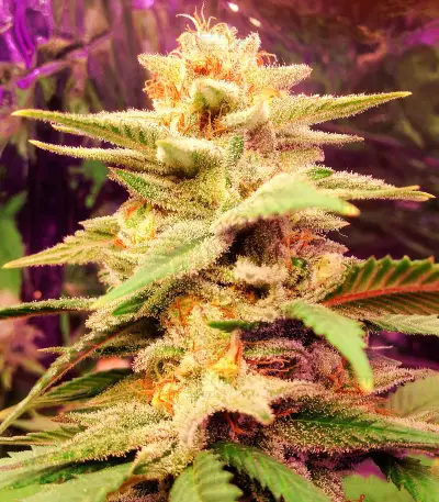 Caramelo Early Version (Delicious Seeds)