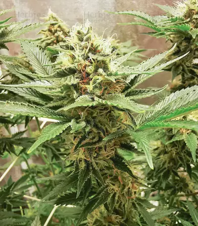 Ice Bomb (Bomb Seeds) Cannabis-Samen