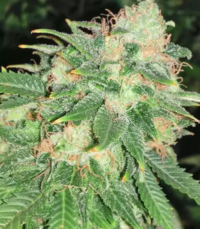 Kush Fromage (Medicann Seeds) Cannabis-Samen
