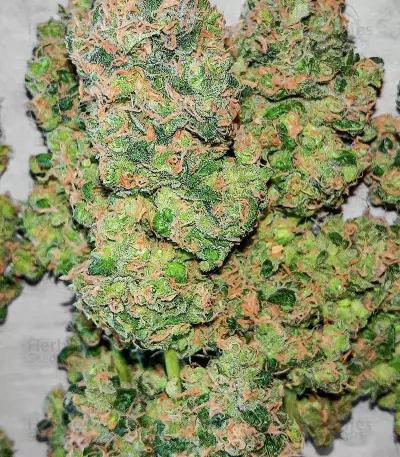 Mandarin Thuggee feminisierte Samen (AlphaFem Seeds)