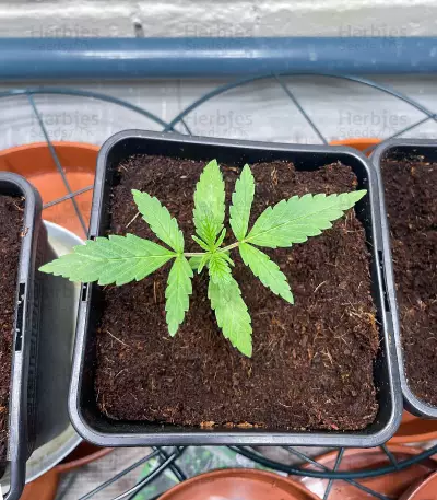 Northern Light (Kera Seeds) Cannabis-Samen