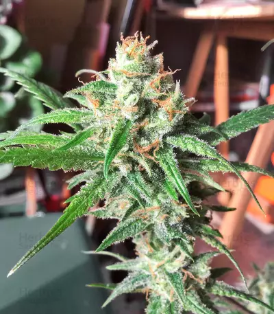 OG Kush (Kera Seeds) Cannabis-Samen