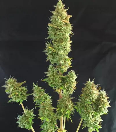 Runtz XL Auto Samen feminisiert (Sweet Seeds)