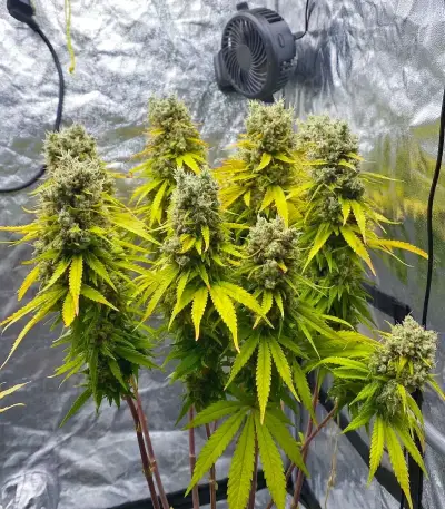 Amnesia Haze (RQS) Cannabis-Samen