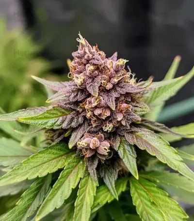 Auto Blackberry Moonrocks (Herbies Seeds)