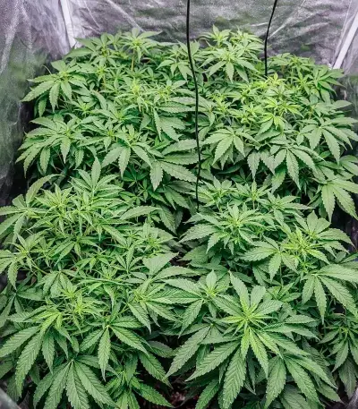 Auto Speed Haze (Blackskull Seeds) Cannabis-Samen