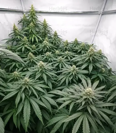 Black Berry OG (Emerald Triangle Seeds) Cannabis-Samen