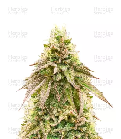 Brains Damage (K.C. Brains Seeds) Cannabis-Samen