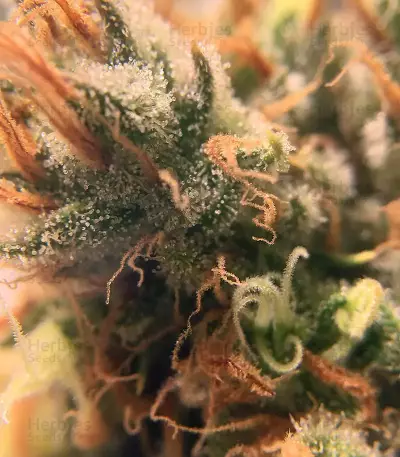 Bruce Banner #3 (BlimBurn Seeds) Cannabis-Samen