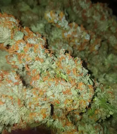 Bubble Gummy Auto feminisierte Samen (Ethos Genetics)