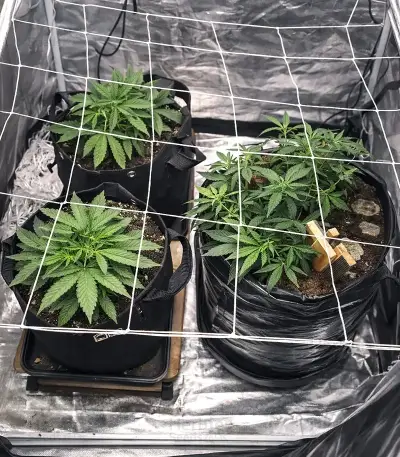 Gelato #33 Fast (Advanced Seeds)