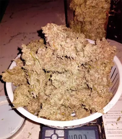 Girl Scout Cookies feminisierte Samen (Garden of Green)