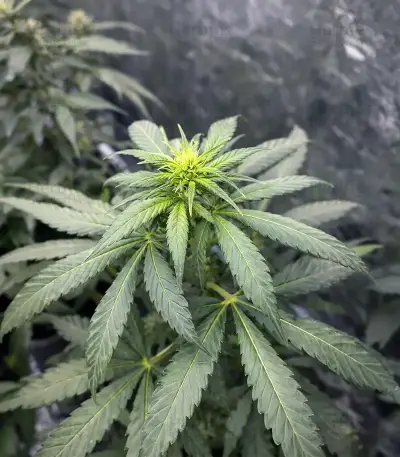 Gorilla Fast (00 Seeds)