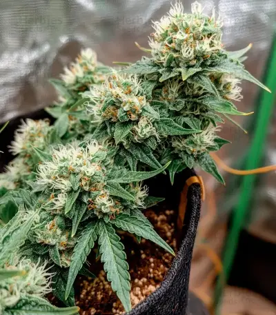 Mi 6 Auto (Flash Seeds) Cannabis-Samen