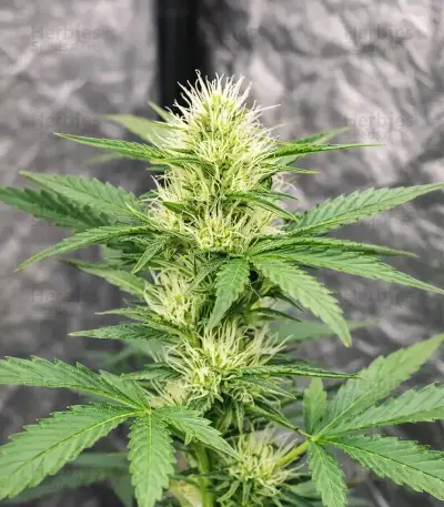 Neville's Rose Auto feminisierte Samen (Delicious Seeds)