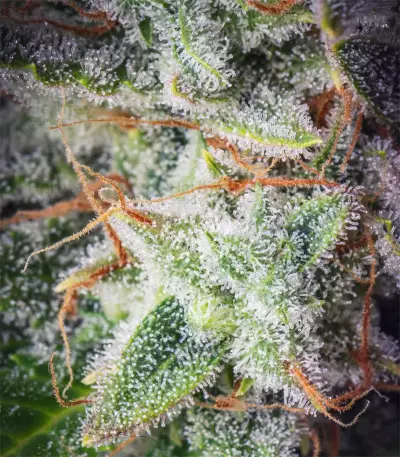 Orange Sherbet Auto feminisierte Samen (Fast Buds)