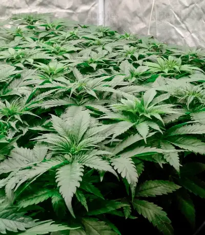 Power Bud (Blackskull Seeds) Cannabis-Samen