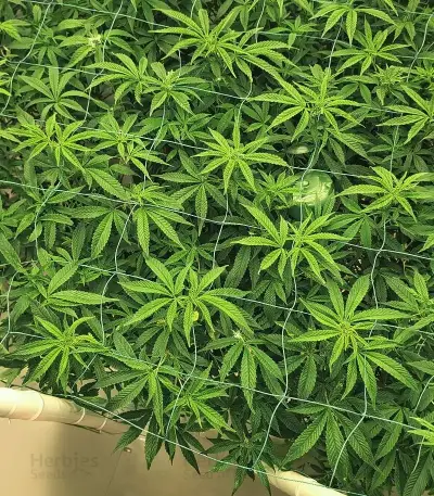 Purple (Ceres Seeds) Cannabis-Samen