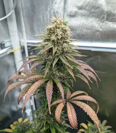 Raspberry Waffle CBD (Devils Harvest Seeds) Cannabis-Samen