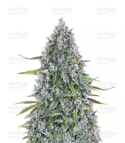 Sour Bubbly Auto feminisierte Samen (Mephisto Genetics)